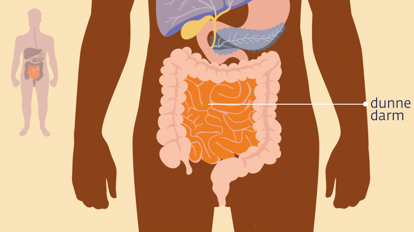 Informatie over de dunne darm | Kanker.nl